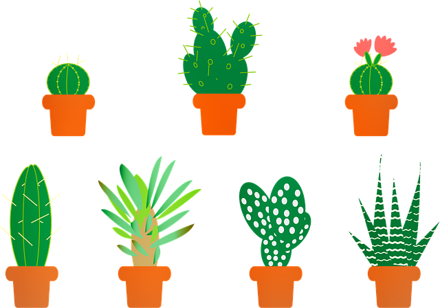 kaktusy a aloe vera